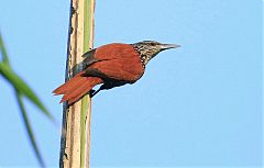 Point-tailed Palmcreeper